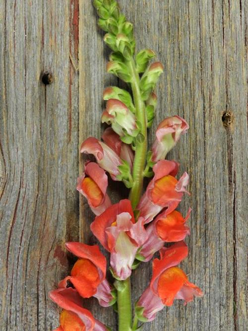 Orange Snapdragons